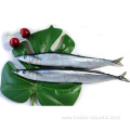 Canned Fish Saury In Oil